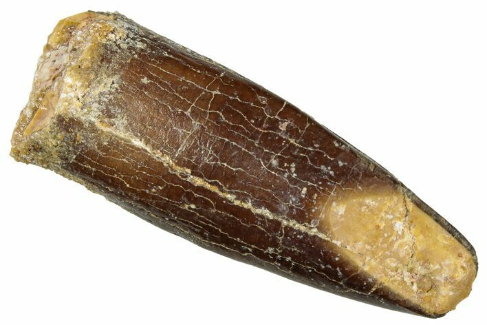 Fossil Sauropod Dinosaur (Titanosaur) Tooth - Morocco #298656